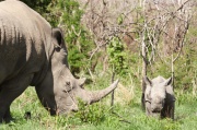 white_rhinoceros (5)